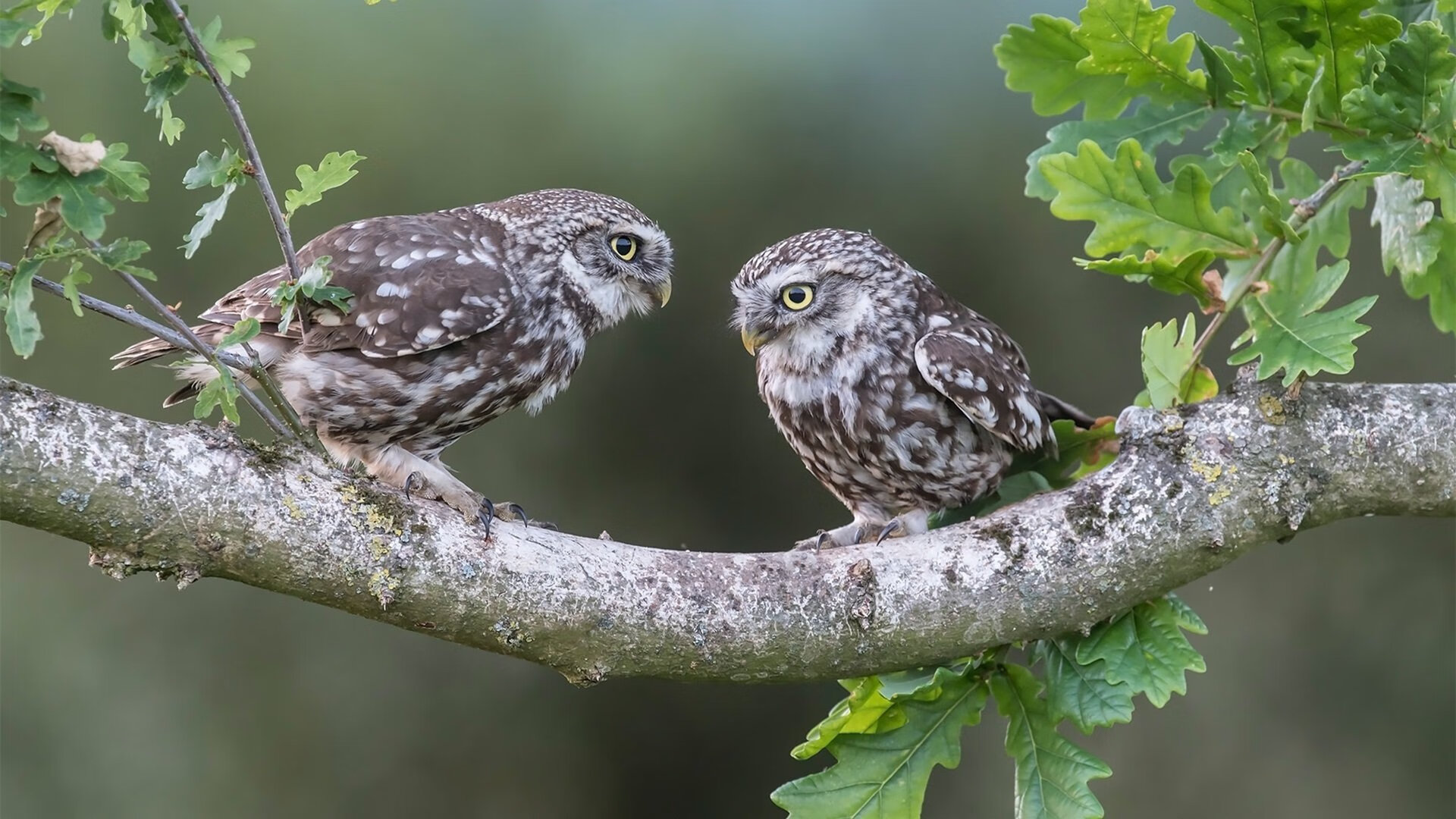 天选时刻，2026世界杯夜，锡安在悬崖边封神