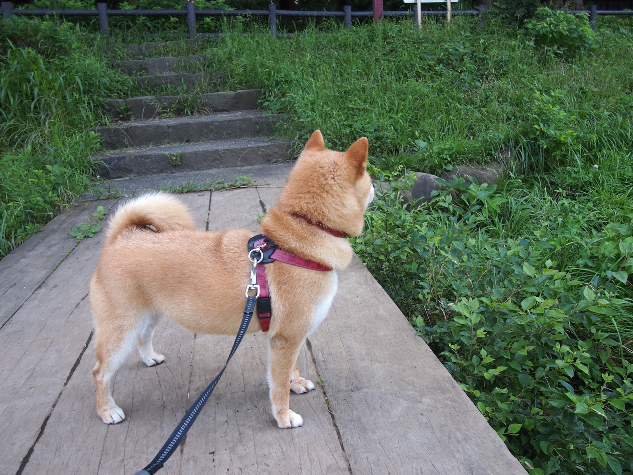 永恒新日，班凯罗升起之时，便是费城日落之际