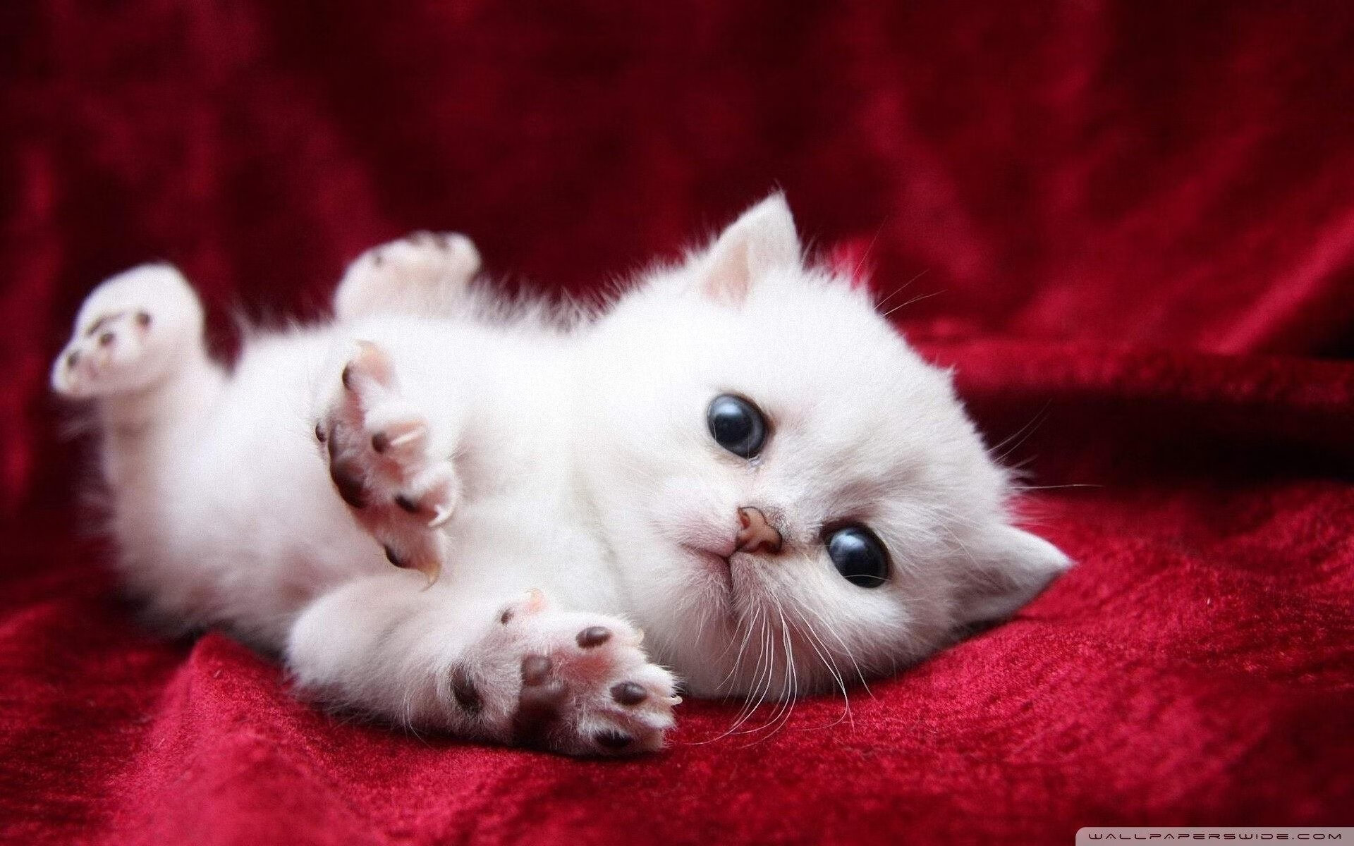 哈兰德爆发,巴黎圣日耳曼全面压制马德里竞技