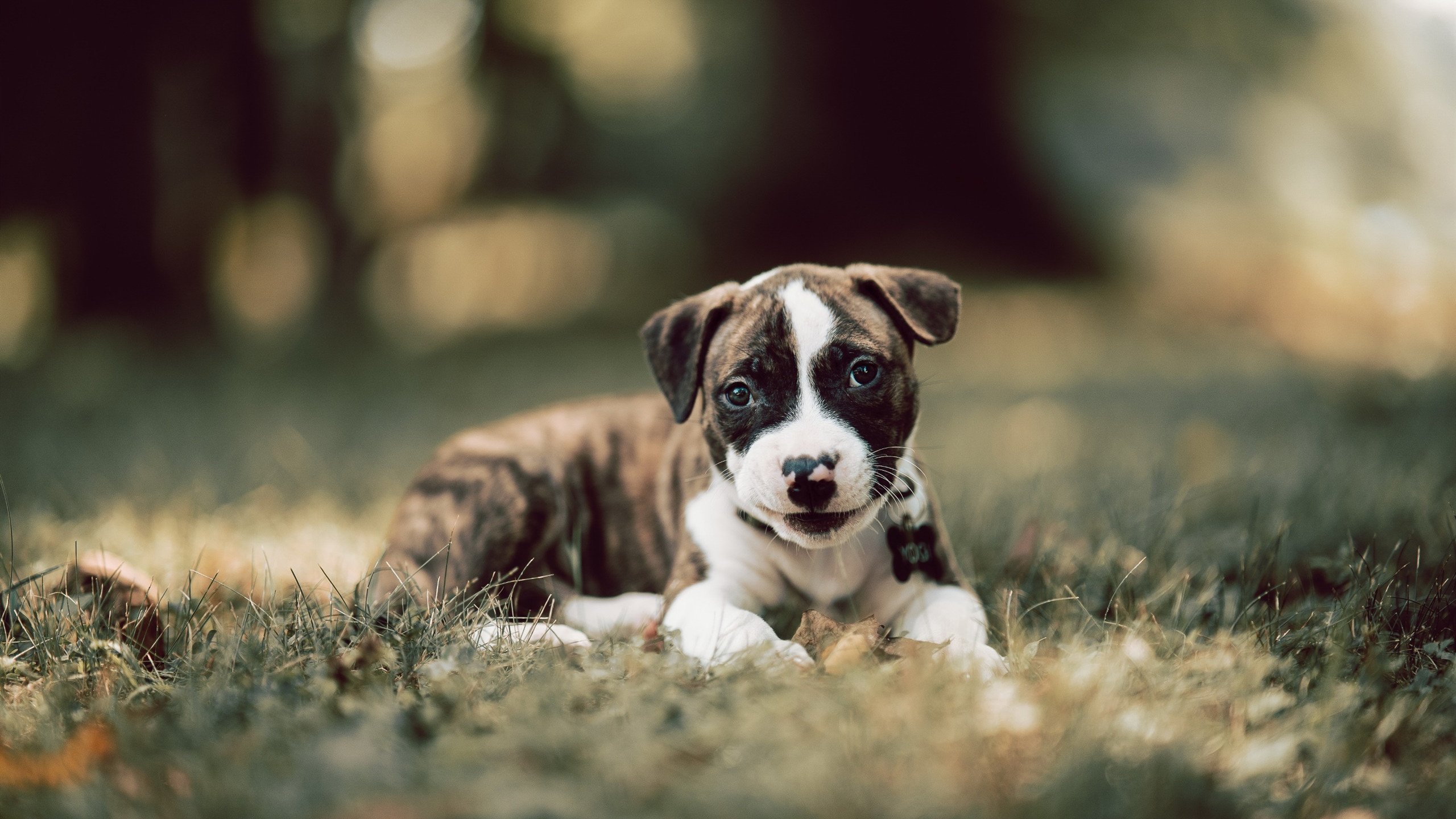 锈与新生,骑士铁蹄冲垮旧时代,塔图姆的锋芒刻下新王印记
